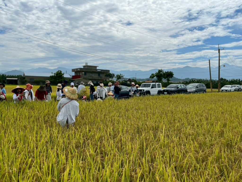 高雄客家米食節系列活動起跑！ 首推美濃食農小旅行 邀親子循著米香走進客庄