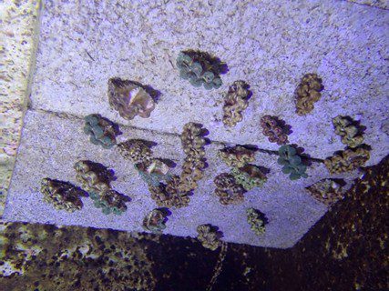 海保署攜手海生館推動硨磲貝復育　花蓮石梯坪展開瀕危海洋生物放流行動