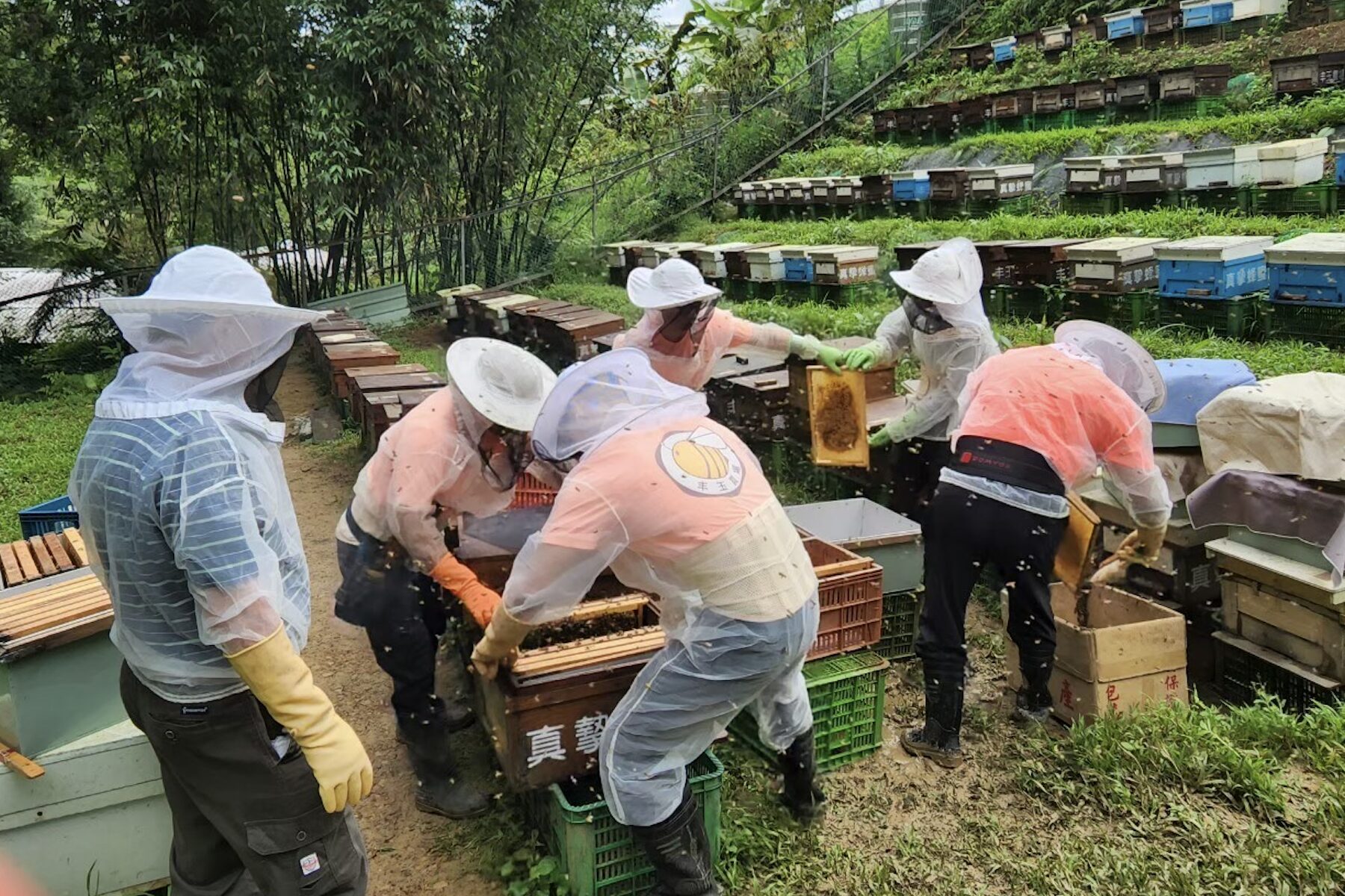 新北平溪紫東社區紅淡蜜　榮獲國際風味評鑑所二星獎章肯定