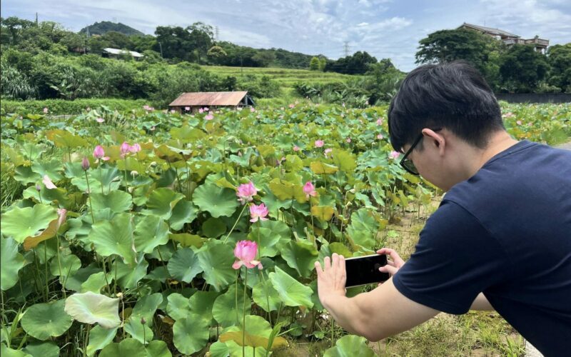 盛夏賞蓮好去處  新北市金山區六三社區邀民眾體驗田園風光