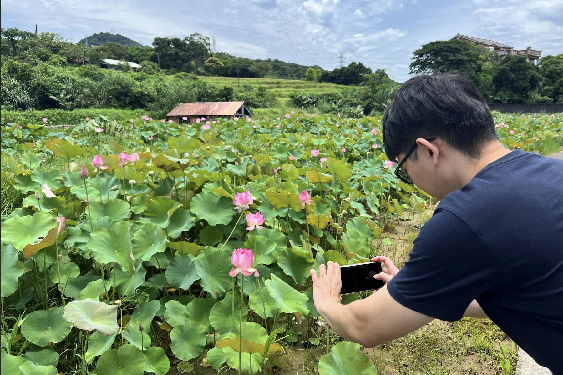 盛夏賞蓮好去處  新北市金山區六三社區邀民眾體驗田園風光
