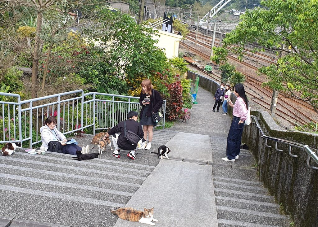 4月4號台灣貓節　新北猴硐貓公所推回寄限量明信片　 有機會獲專屬好禮