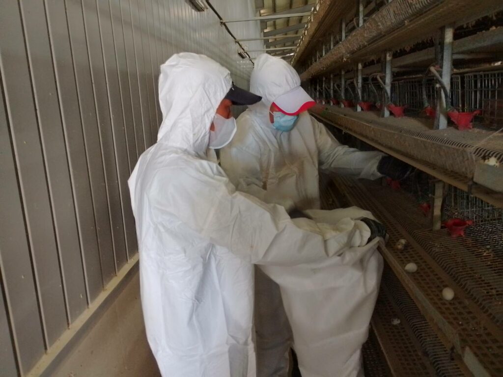 養禽業者主動通報鹽埔鄉鵪鶉場 確診感染H5N1禽流感
