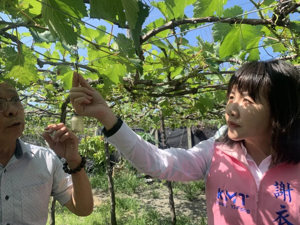 氣溫炎熱又遇到強陣雨　彰化５成冬季葡萄枯萎凋零損失慘重