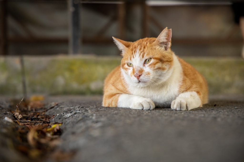 山海鐵道與礦村記憶同行　瑞芳—猴硐—三貂嶺慢遊路線帶旅人走進山城故事