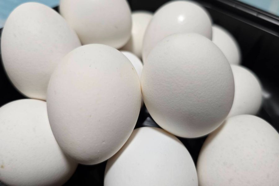 芬普尼問題蛋已售出…35家下游名單曝光