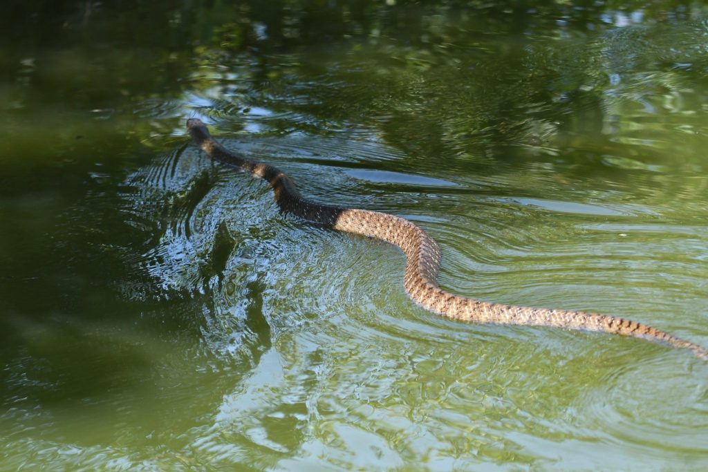 世界濕地日　臺東人工濕地感受綠意生機與蛇年好運