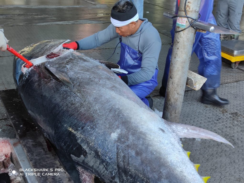 臺東推獎勵為漁業注入新活力    捕獲第一尾黑鮪魚補助20萬