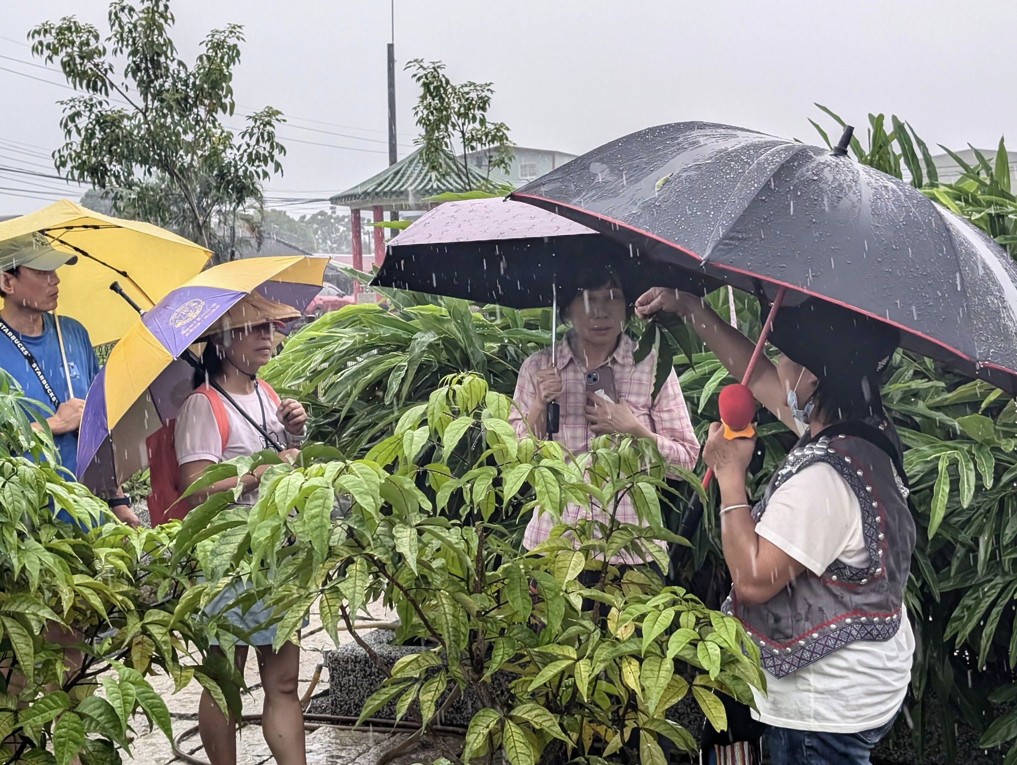 滇緬美食異域的滋味　雲南水醃菜融入餐桌