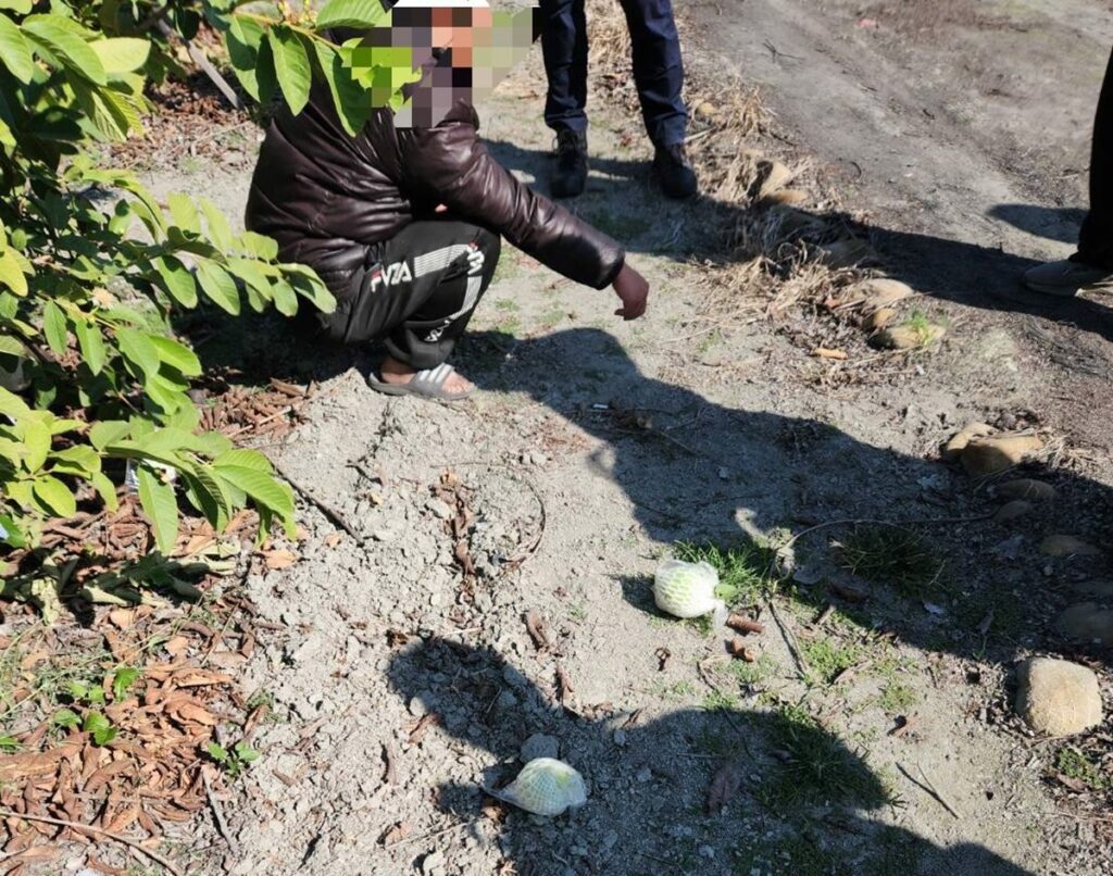 影音/社頭芭樂大盜栽了　正沉浸於「豐收」喜悅時 員警火速到場人贓俱獲