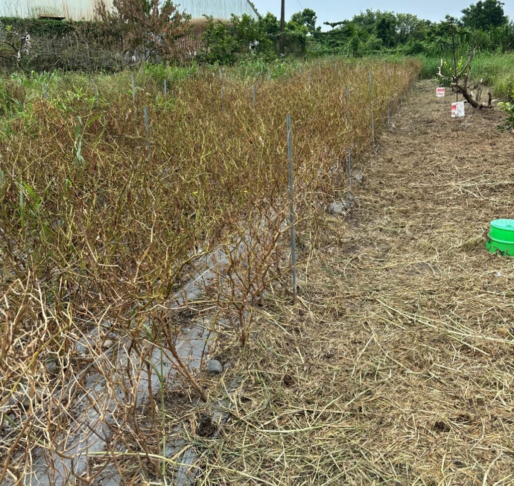 災害農損現金救助    屏縣府全力辦理中