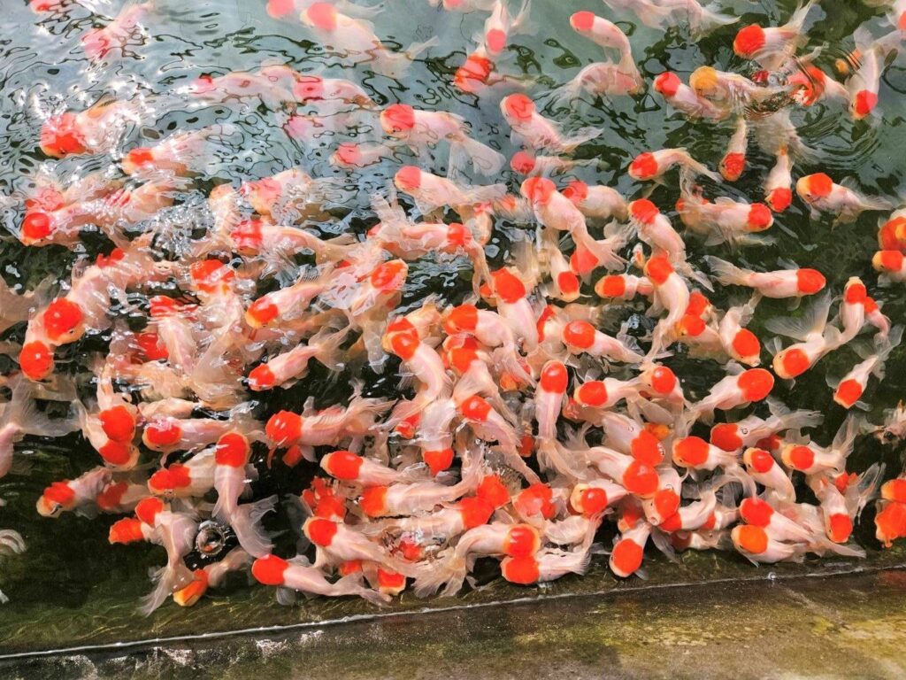 屏東觀賞魚蓬勃生機  游向國際世界舞台