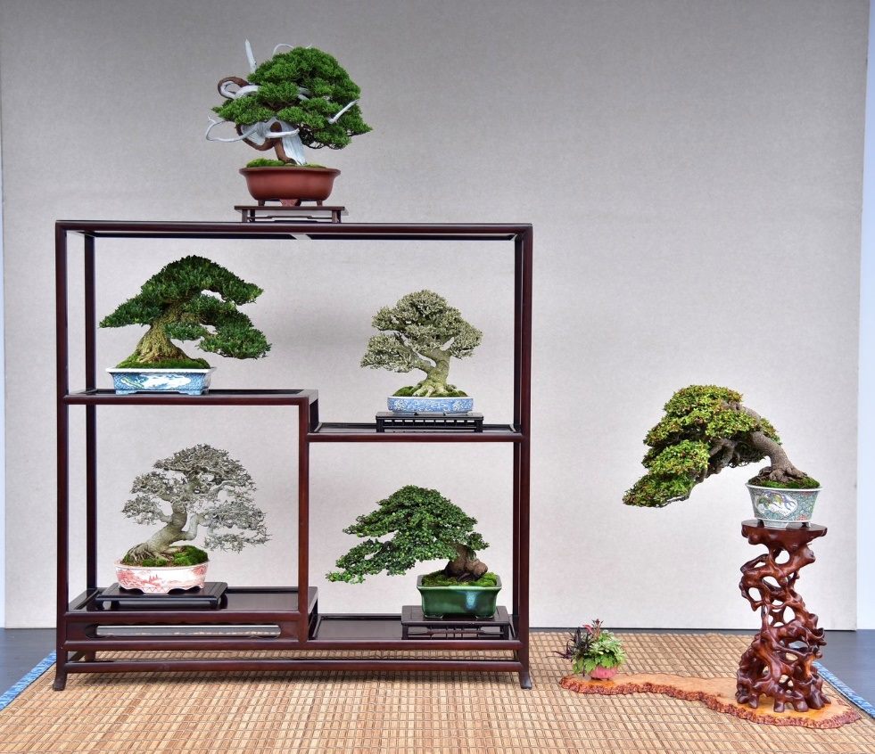 雙十佳節限定　士林官邸展出百年漢風盆景