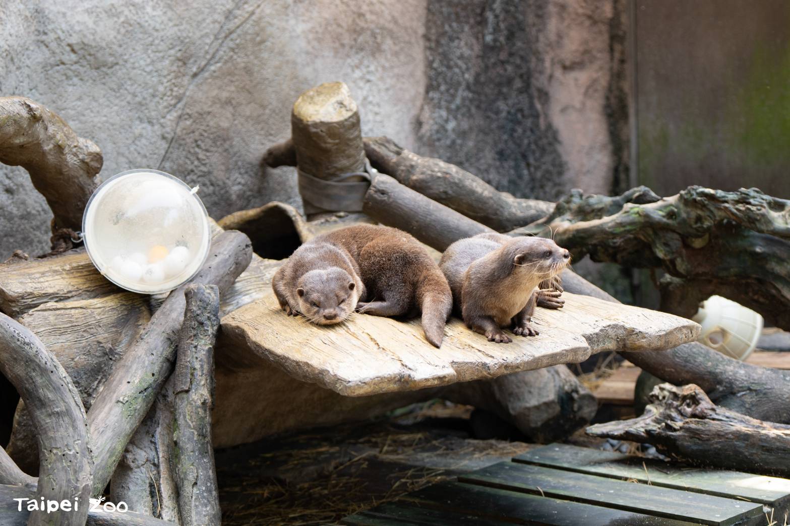 廢棄漂流木  打造臺北市立動物園生態友善設施