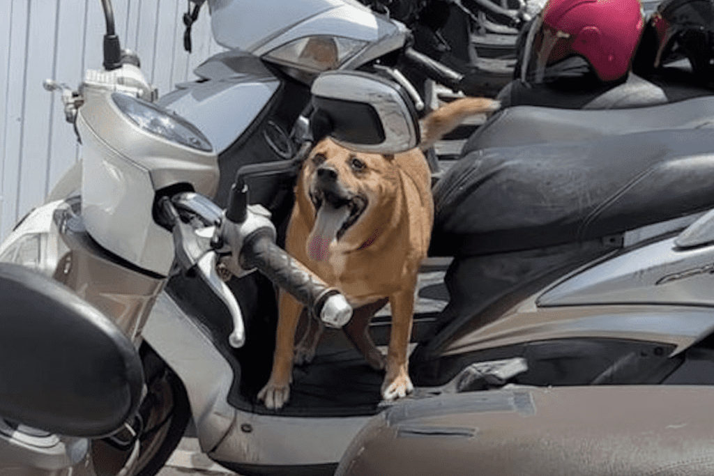 新北高齡犬疑熱衰竭亡!飼主未提供遮蔽飲水     遭罰1.5萬並上動保講習