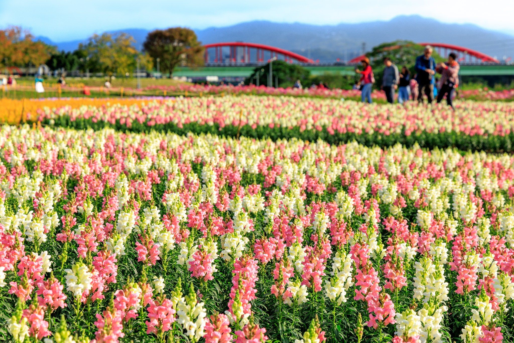 北市河濱花海浪漫絕美 春節來賞花運動擁抱大自然