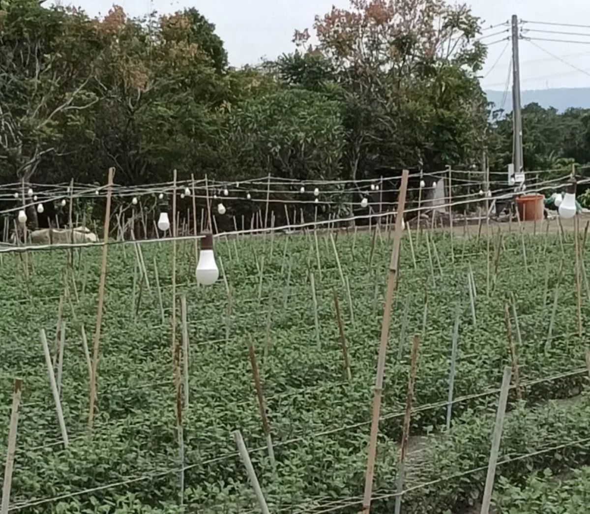 連遭受颱風侵襲夜照菊花田燈泡被吹壞　縣議員議會質詢為花農請命