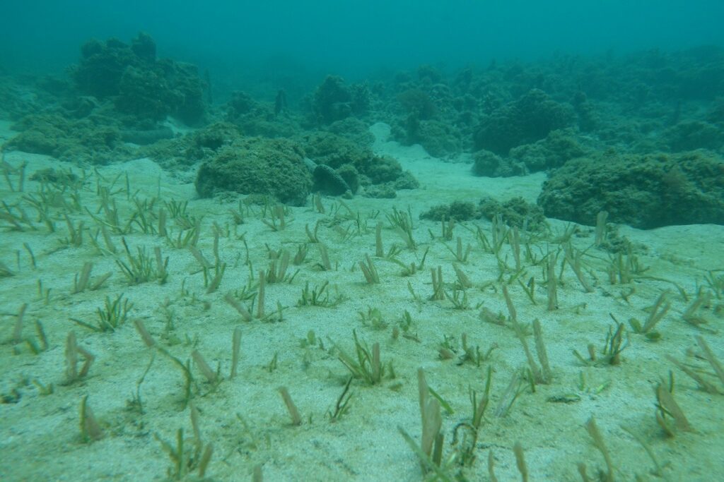 海草復育與紅樹林植林方法學正式通過　開啟藍碳治理新契機