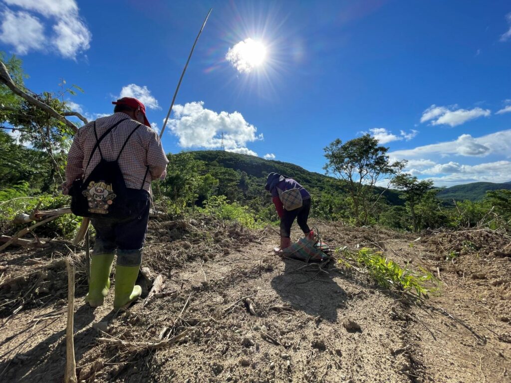 力拚本土碳匯示範場域　屏東打造森林碳權品牌