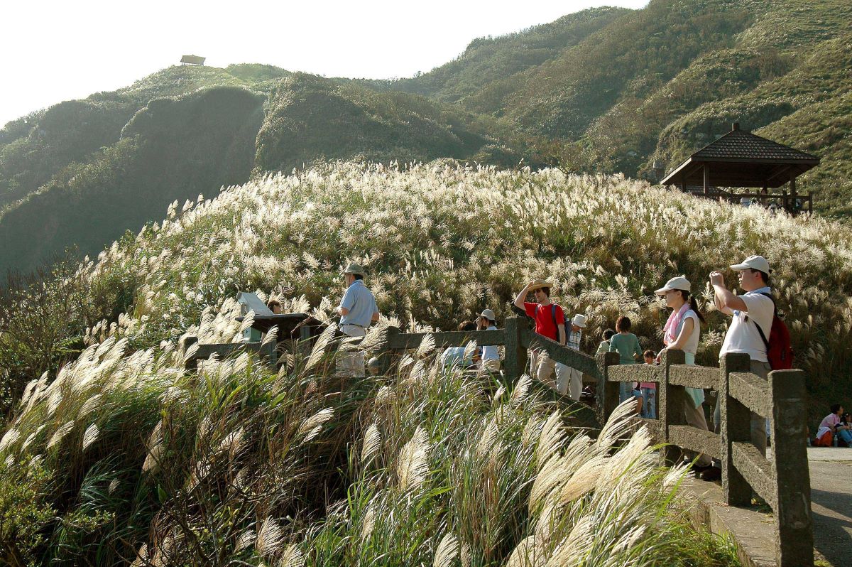 「草嶺古道芒花季」台灣好行推限定套票　只要150元