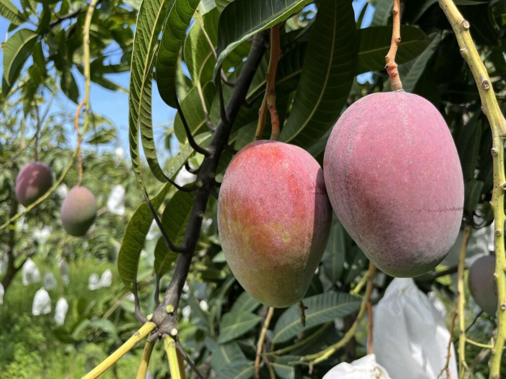 天然ㄟ尚好！高樹在欉黃「農民黨芒果」季節限定