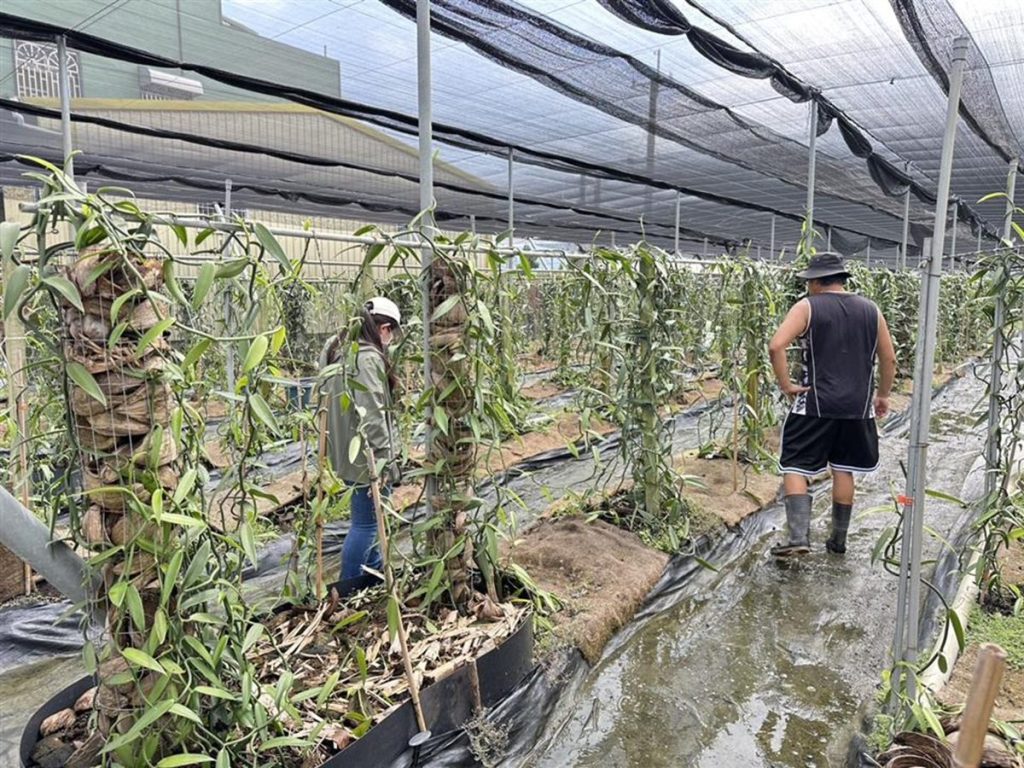 香莢蘭因豪雨致農作物災損符合規定可申請救助  救助額度每公頃4萬1,000元