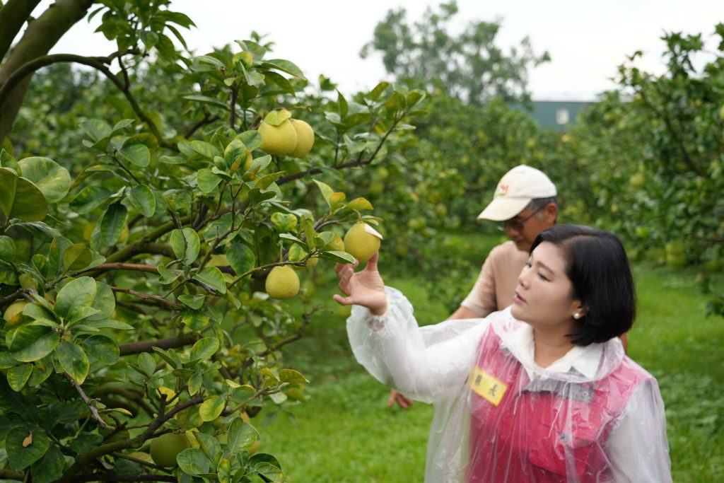 斗六文旦再過10天採收　張麗善關心果園防颱準備
