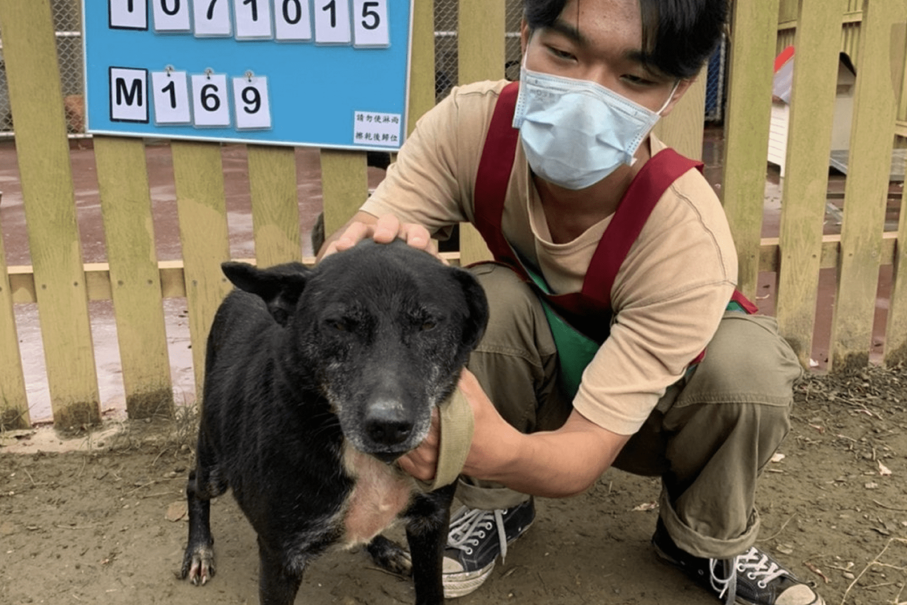 延長生命守護     新北市推出流浪動物長期照護與尊嚴善終