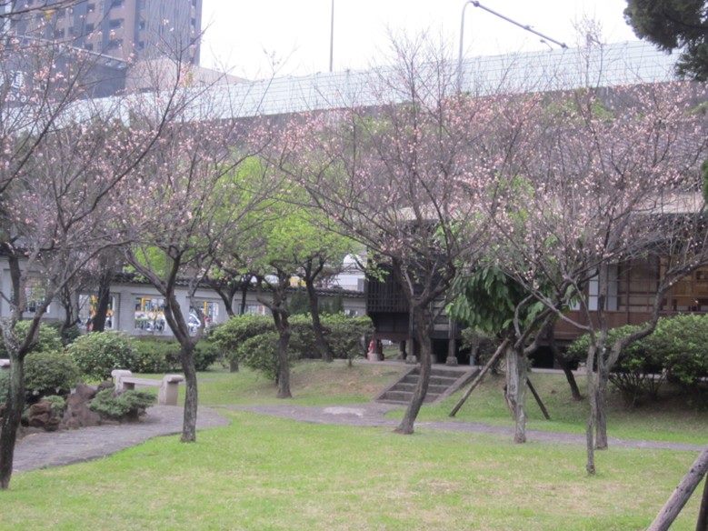 逸仙公園梅花盛開 帶杯熱飲來高雅賞花