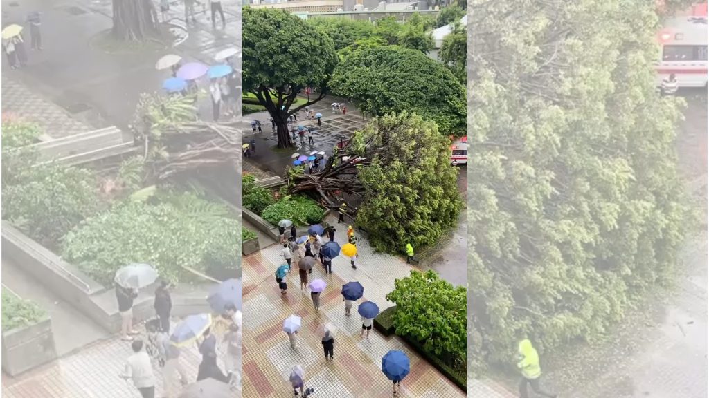 影音/台中逢甲大學樹木倒塌 4學生遭壓傷1人命危