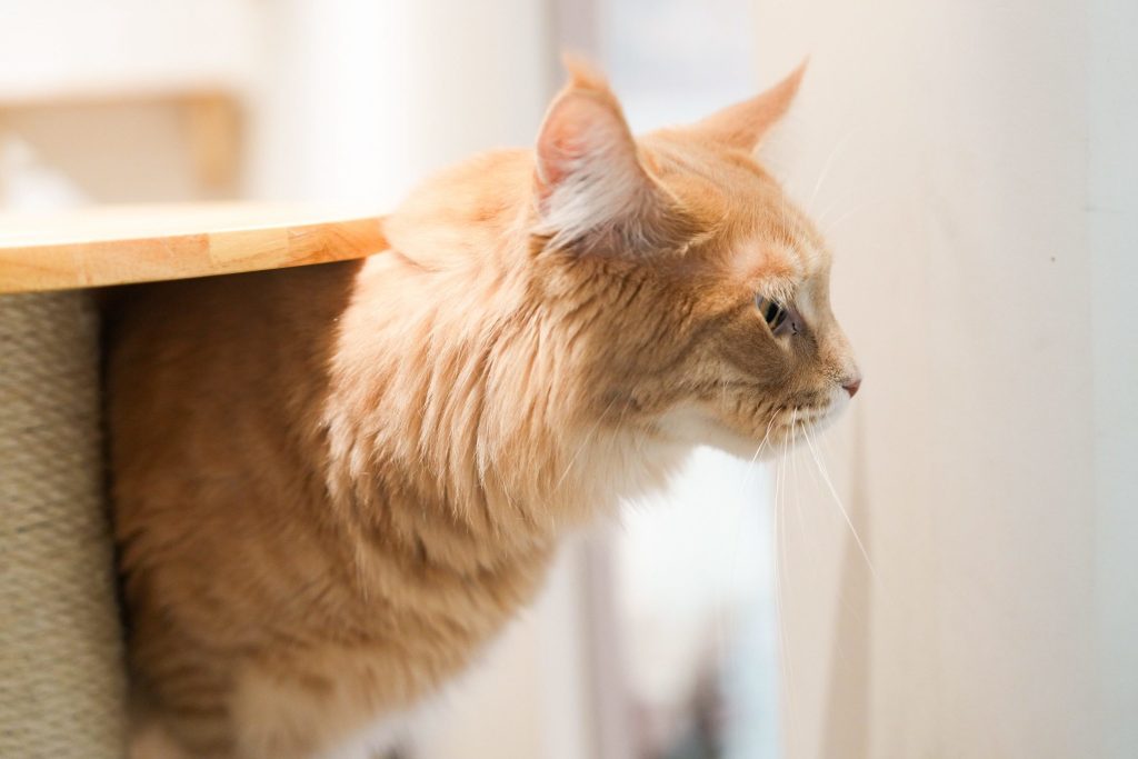 璽玥生醫 Jadever  毛孩營養補給新選擇