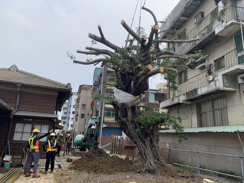 百年老榕再現生機！高市府通宵搶救 延續地方情感與記憶