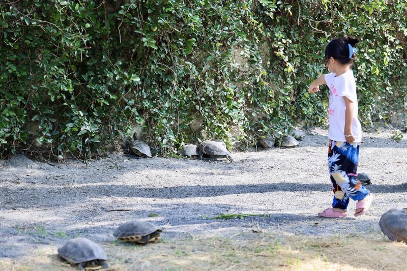 下營台灣龜生態園區啟用 提供台灣龜舒適棲息及產卵地