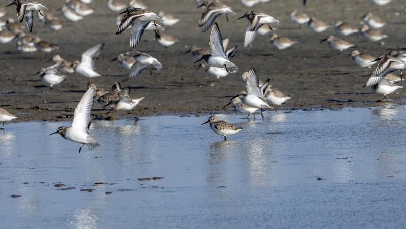 【陳宜民觀點】 廢核，減碳與濕地