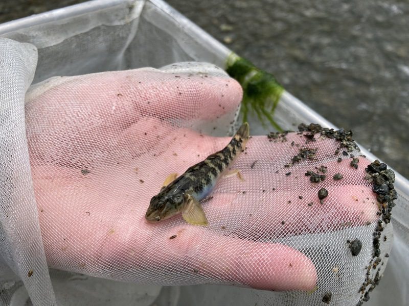 蘭嶼特有魚類瀕危！吻鰕虎列保育類 民眾需登記持有否則違法