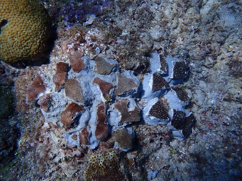 多管齊下守護小琉球海洋資源　海委會推三大策略落實生態永續