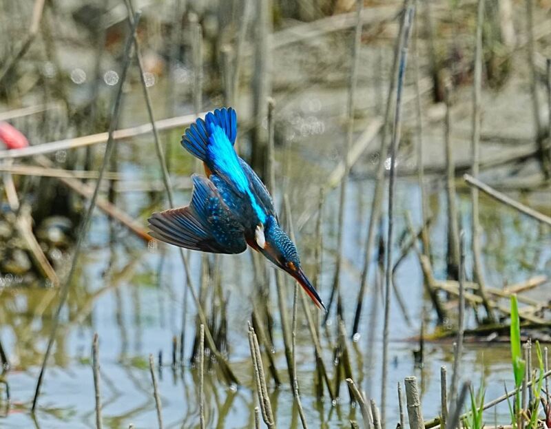 170公頃生態樂土　翠鳥與百種鳥類共築南台灣自然寶庫