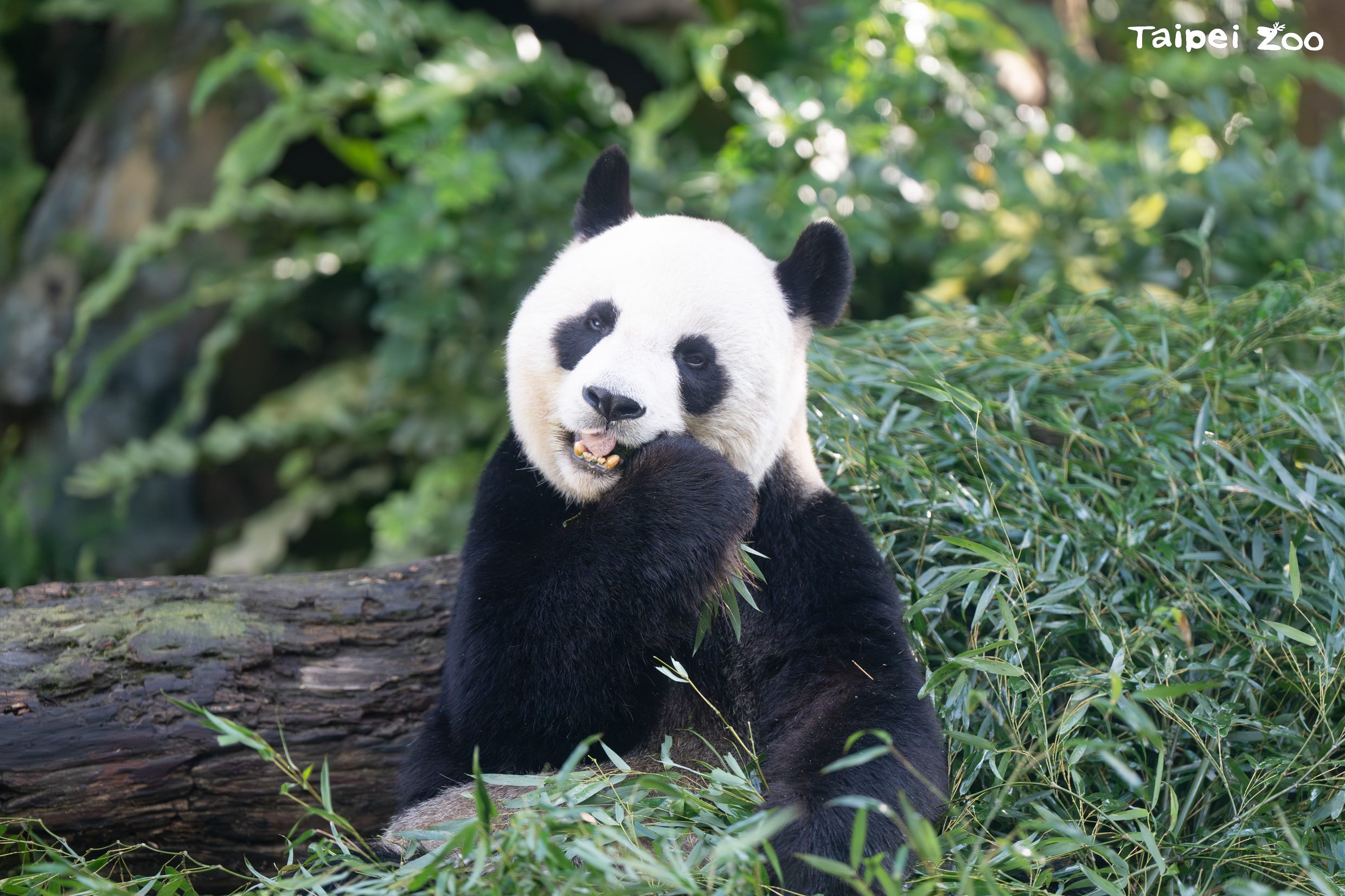 大陸冷氣團南下 動物園裡可愛動物早有禦寒準備