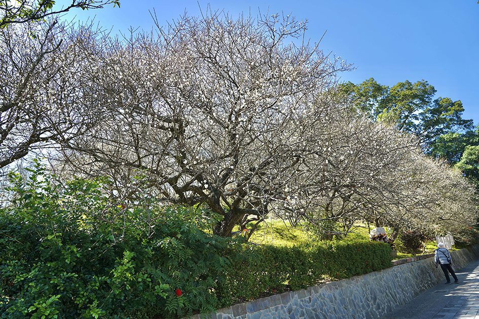 梅山公園梅花綻放　歡迎遊客感受「平地雪景」浪漫