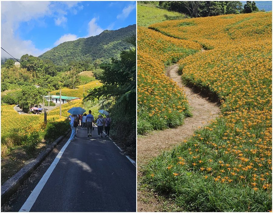 後山小調∕赤科山金針花開　滿山滿谷煞是美麗