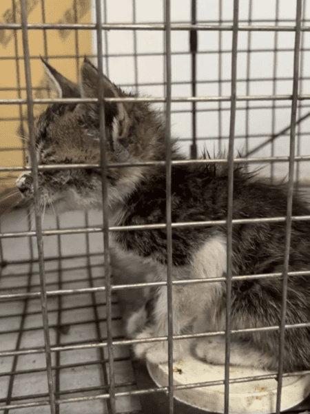 比加薪更快樂！網友認證「養寵物幸福感等同285萬年薪」