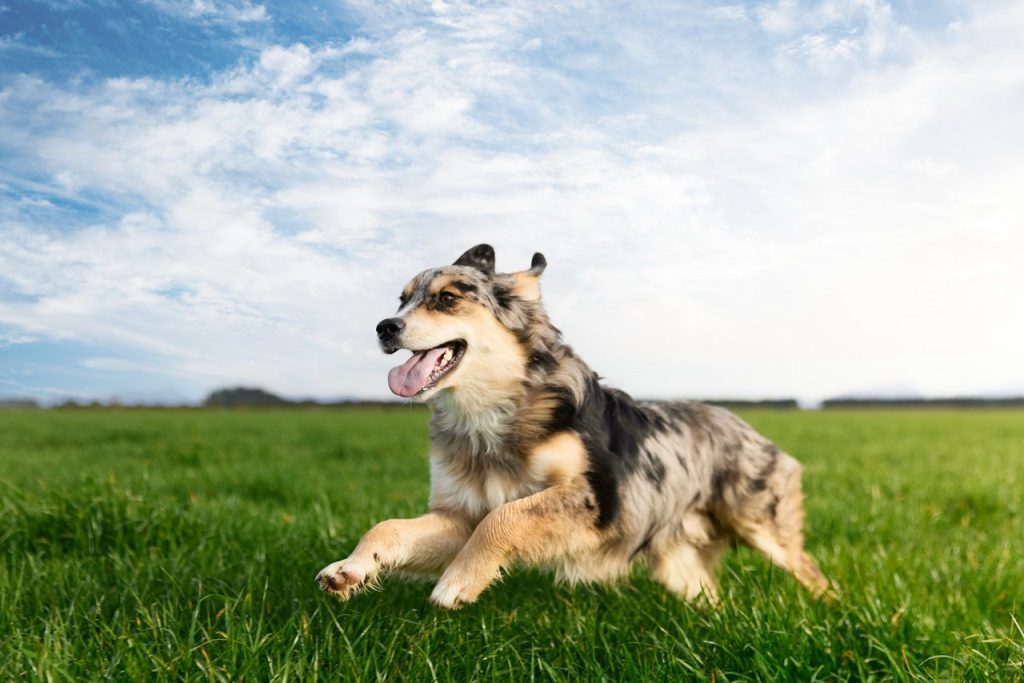 天然健康新潮流！道格 Dog Years『毛孩健康請願卡』　邀你為毛孩請願拿好禮