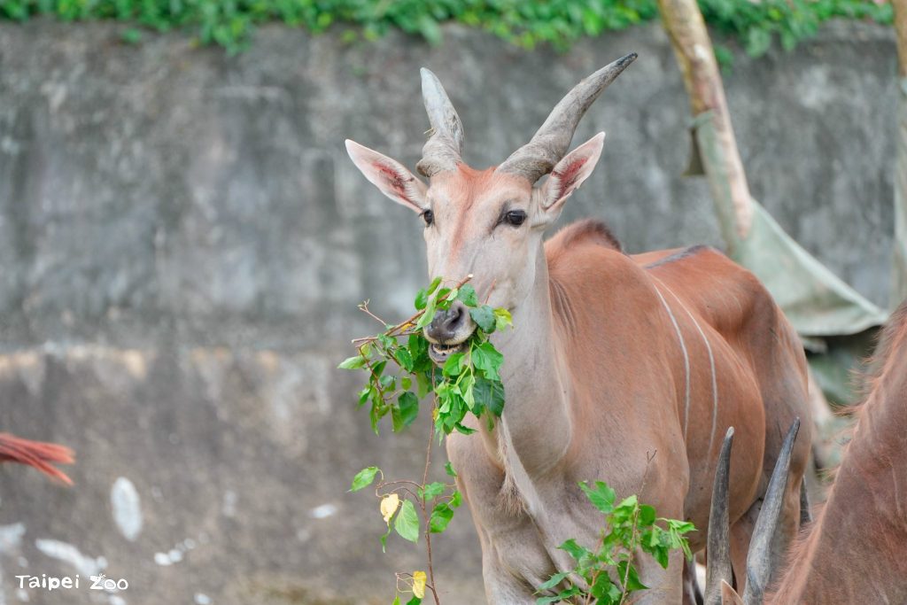 北市動物園111周年慶　邀您一起參與「野性再現」行動