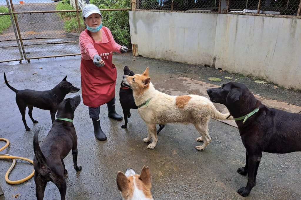 世界糖尿病日     飼主防疫應注意犬貓健康     早期發現、早期治療是關鍵
