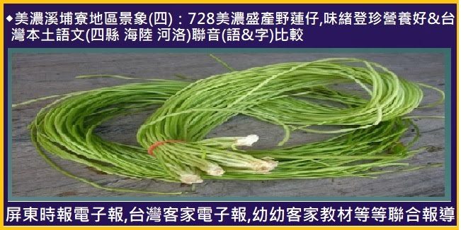 美濃溪埔寮地區景象(四)：728美濃盛產野蓮仔．味緒登珍營養好&台灣本土語文　(四縣 海陸 河洛)聯音(語&字)比較