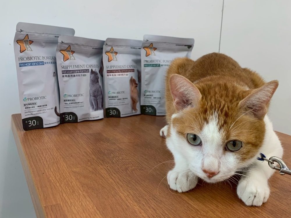 寵物醫療費飆漲！「寵星」助飼主預防重於治療