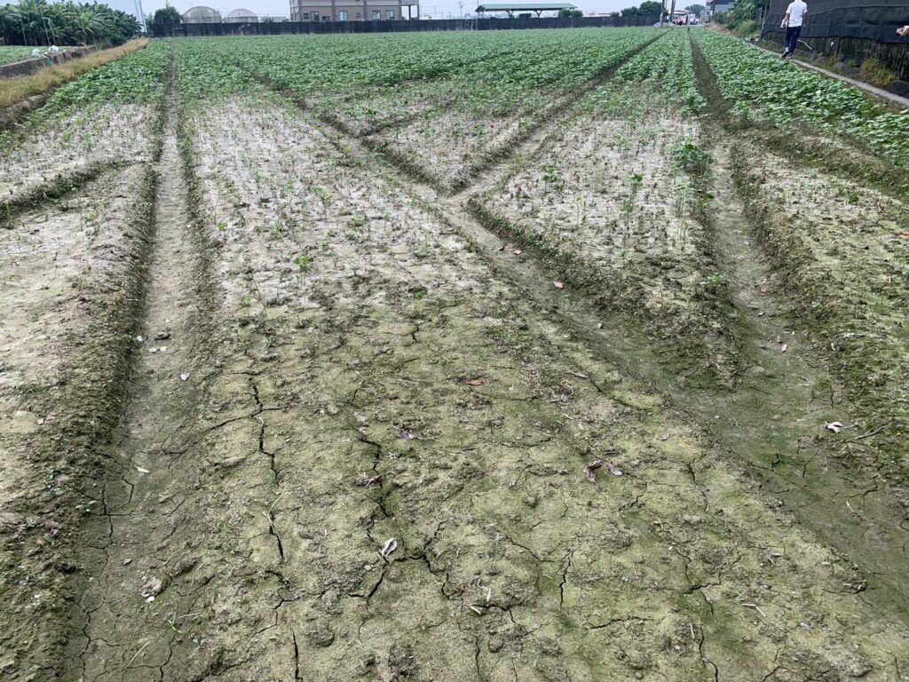 屏縣府推紅豆田圍網補助防綠鬣蜥啃食 即日起開放申請