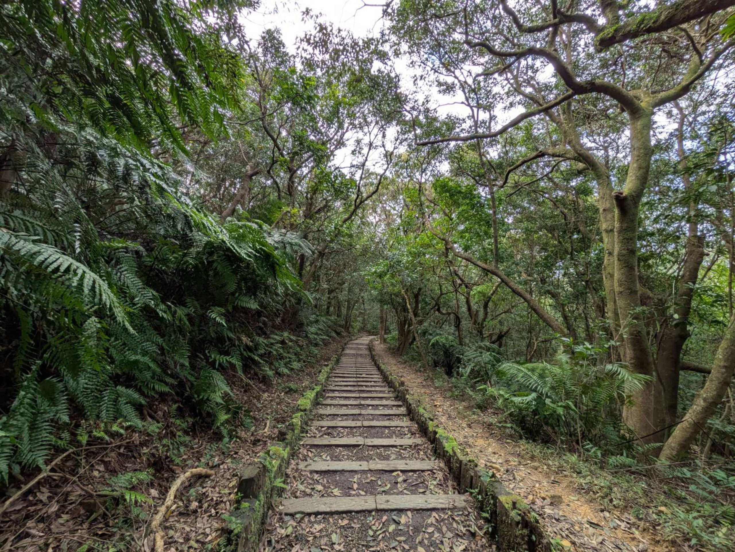 臺北市小溪頭環狀步道 走進森林景觀親近綠意