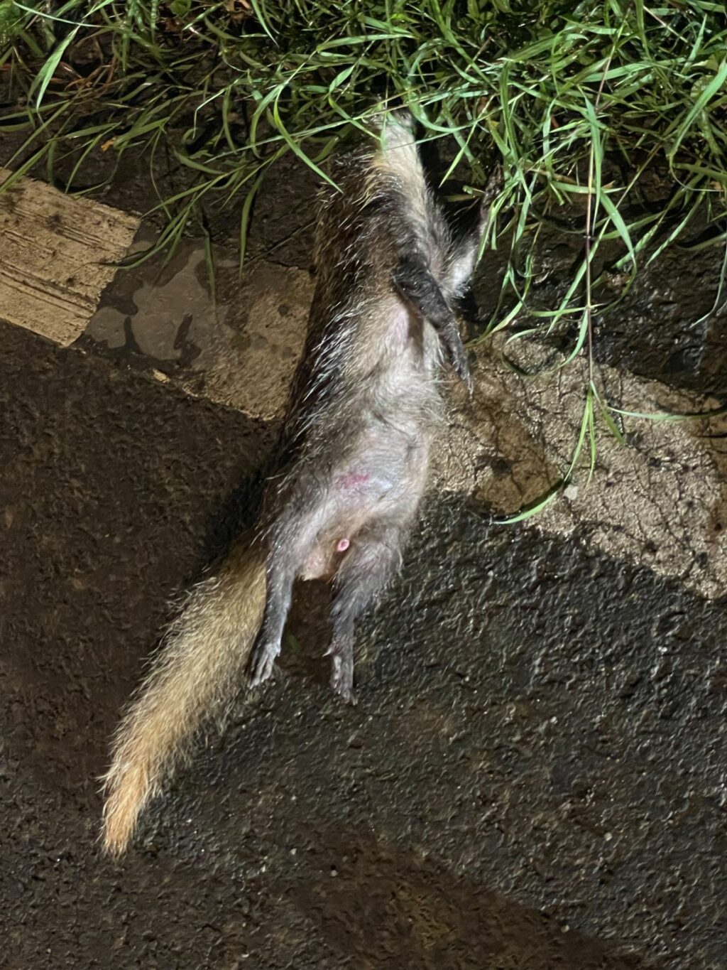 鼬獾狂犬病再現恆春半島 今年屏東累計第五例