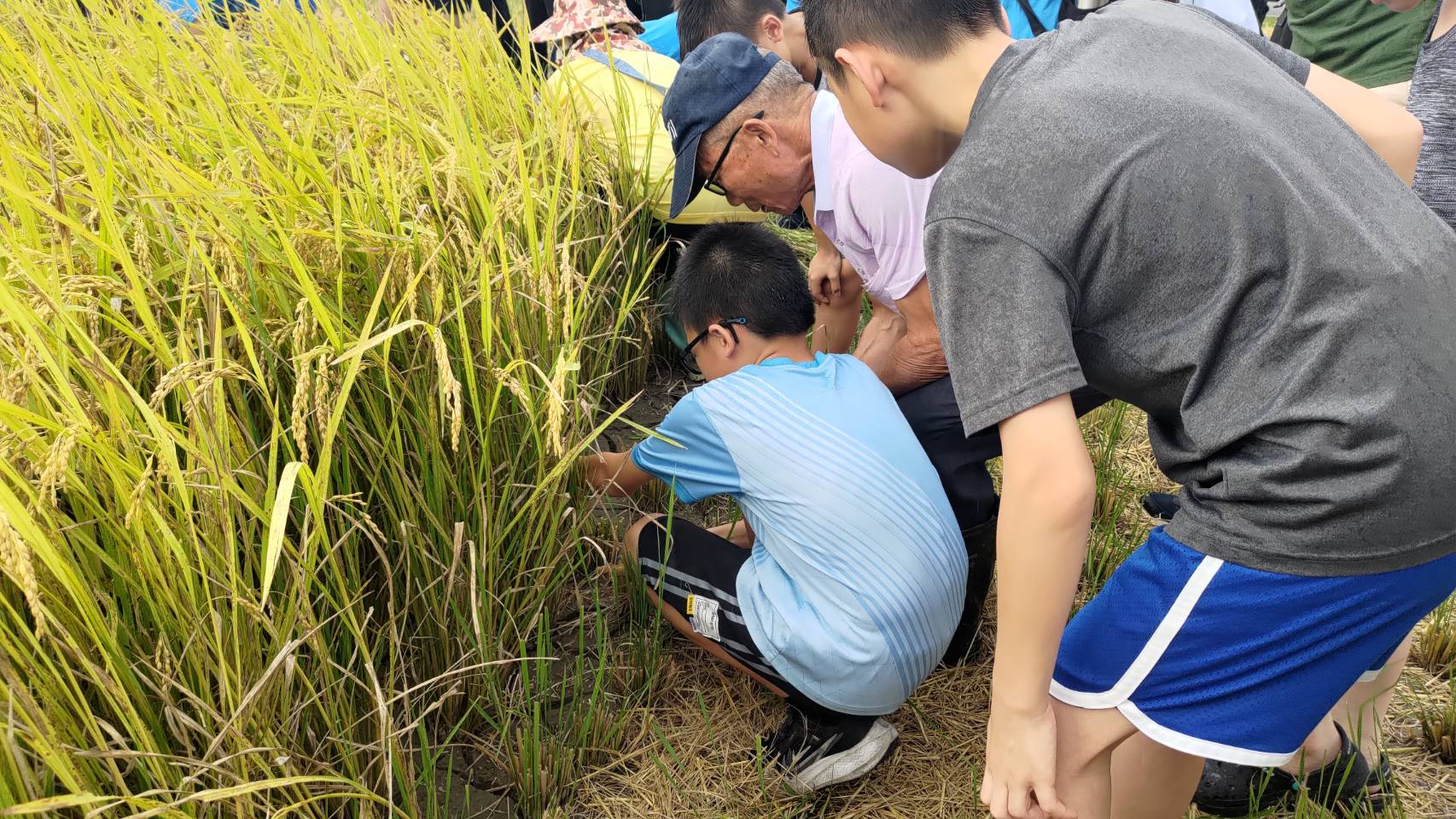 友善耕作保育棲地　打造金山完善生態綠網